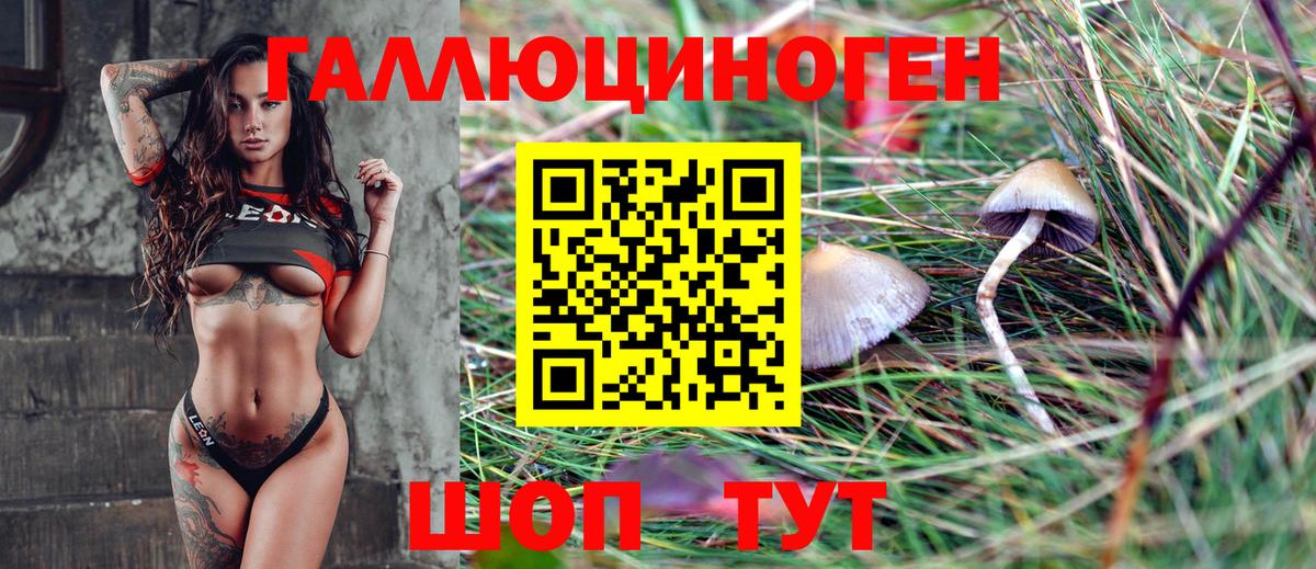 Галлюциногенные грибы Psilocybine cubensis Абинск